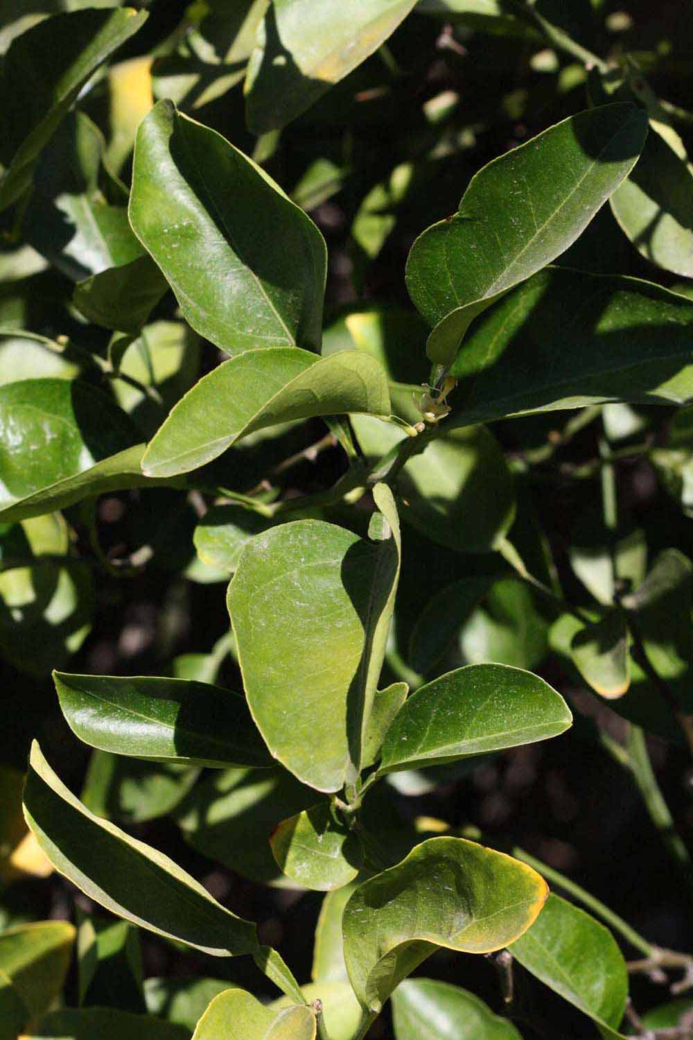              Sun leaves (Riverside, CA)       